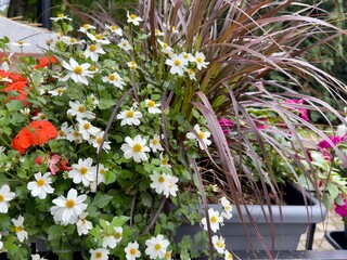 Decorative planter with white daisies, red flowers, and purple ornamental grass. Bright summer...