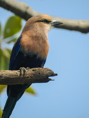 Blue-bellied Roller Perching