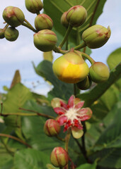 Fototapeta premium ripe figs on tree