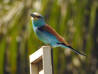 Abyssinian Roller in Gambia