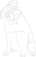 Pug portrait  illustration drawn in line art style