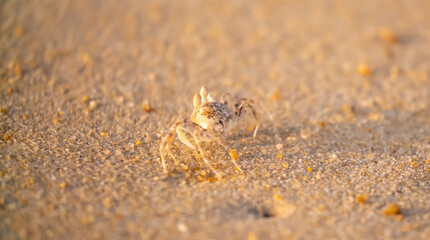 A crab on the beach is running on the white sand. Exotic animals in the resorts of tropical islands. The concept of a beach holiday in the tropics.