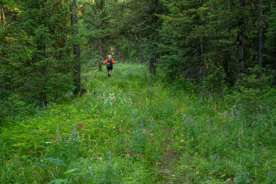 Hiker In Orange Jacket And Backpack Hikes Through Wild Flower Clearing