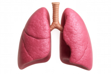 Detailed 3d human lungs rendering displaying anatomical structures with transparent medical-grade precision, supporting healthcare learning and visual explanations
