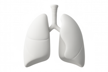 Stylized white 3d human lungs model, transparent background, representing medical anatomy for healthcare graphic design
