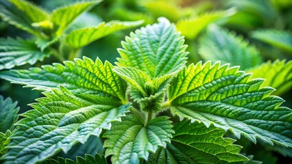 Closeup of vibrant green nettle leaves with serrated edges, showcasing intricate natural patterns and textures in sunlight