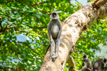 Fototapeta premium Gray hanuman langurs on a tree. Monkeys in the wild in the jungles of Sri Lanka. Troop of monkeys on trees. Wildlife scene with wild animals.