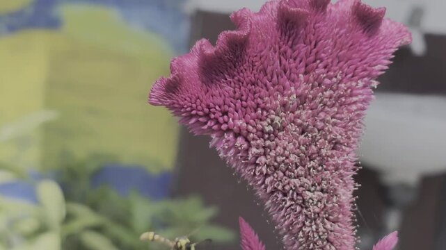 Unique Texture of a Celosia Cristata Plant