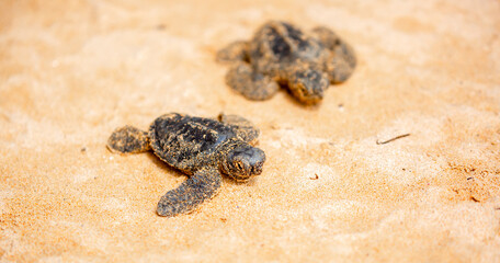 A small baby sea turtle crawls along the sandy shore towards the ocean to survive. The turtle hatched on the island of Sri Lanka. New life, saving the population, the way forward to a new life.