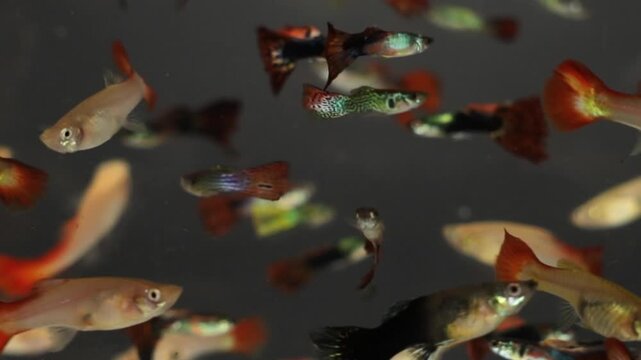 Small, colorful guppies dart through clear water in an aquarium filled with gravel and aquatic plants, displaying their vibrant colors and lively movements.