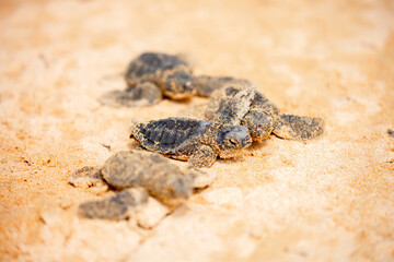 A small baby sea turtle crawls along the sandy shore towards the ocean to survive. The turtle hatched on the island of Sri Lanka. New life, saving the population, the way forward to a new life.
