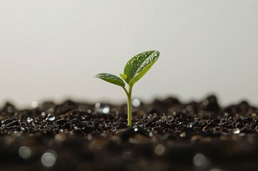 Sprout growing in soil, studio shot,  background blurred
