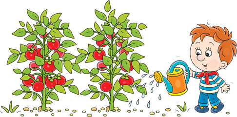 Happy little boy gardener watering tomato plants in a kitchen garden, vector cartoon illustration on a white background