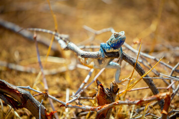The blue agama sits in ambush on sand and branches and hunts for insects. Beautiful blue lizard close-up in the wild.