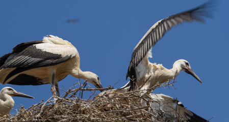 Stork in Romania