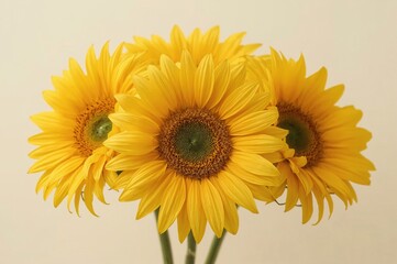 Studio shot Four sunflowers, light background, floral design