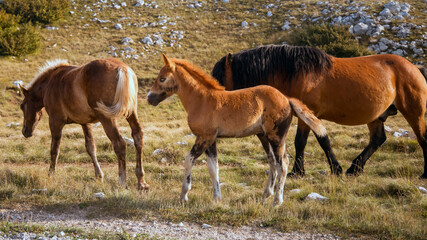 Foal walking beside horses on a grassy mountain meadow, symbolizing nature, freedom, and the bond...