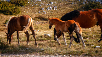Fototapeta premium Foal walking close to its mother horse on a sunny meadow, symbolizing family love, care, motherhood, and the warmth of natural life