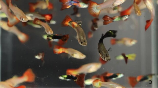 A vibrant school of guppies swim gracefully in a tank, displaying their unique colors and patterns while exploring their aquatic environment in a controlled indoor setting.