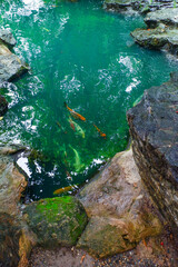Colorful fancy carp fish (koi fish) in a garden pond in Japan,nishikigoi or orange carp.
