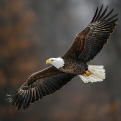 Fototapeta premium Majestic Bald Eagle Soaring with Outstretched Wings Over Maryland Landscapes