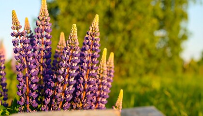 Lush purple lupine blossoms stand out against a blurred background of green foliage, bathed in soft sunlight.