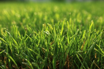 Fototapeta premium Vibrant Green Lawn Blades in Springtime Bloom, Close-up Focus from Ottawa, Ontario, Showcasing Nature's Colors in Daytime Light
