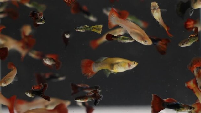 A variety of vibrant guppy fish glides through clear water in an aquarium setting, showcasing their striking colors and patterns while enjoying a peaceful evening atmosphere.