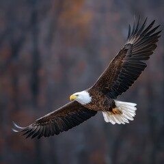 Obraz premium Majestic Bald Eagle with Outstretched Wings Soaring Above Maryland Landscape