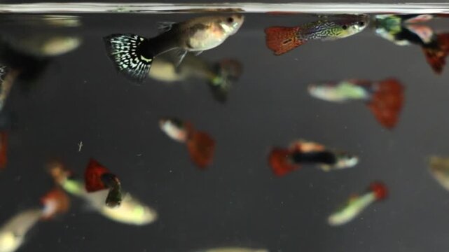 A group of lively guppies displays various colors as they explore their aquatic habitat, swimming among lush green plants and shimmering water.