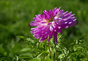 purple flower on green background