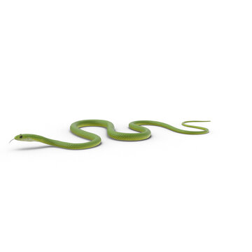 Green snake side view