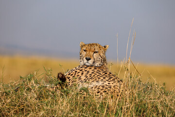 Chilling cheetah