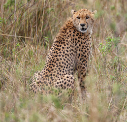 Cheetah post kill