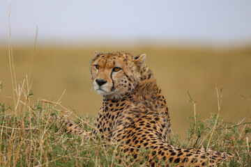 cheetah in the savannah