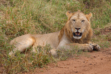 Young male lion