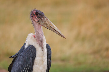 red billed hornbill © Nadine