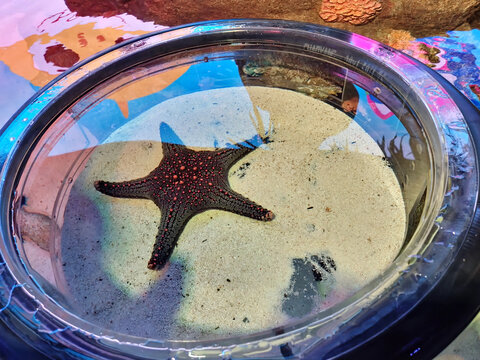 Panamic Cushion Star (Pentaceraster cumingi) displayed in an aquarium.