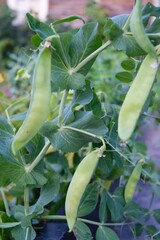 Green pea pods on a bush in a milky ripe garden
