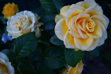 Lovely cream rose in the garden. Macro photography, close-up. Horizontal Photo