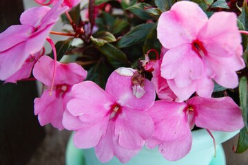 Pink petunia in a pot on the window of a country house. Horizontal photo.