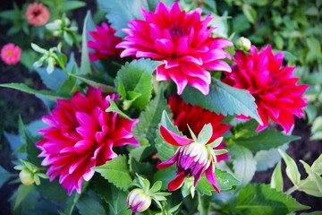 Burgundy dahlias on a bush, close-up