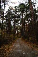 Serene forest path winding through tall trees during autumn near a tranquil woodland area