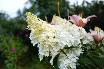 Hydrangea paniculata, horizontal photo
