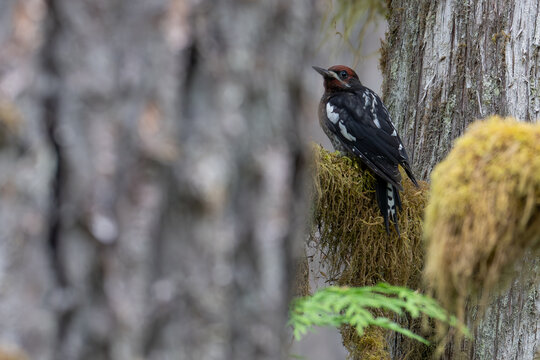 Red-Breasted Sapsucker Poses in Mossy Northwest Forest