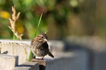 Curious Song Sparrow Forages Along Fence Line