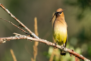 Cedar Waxwing Perched on Branch Bird Portrait