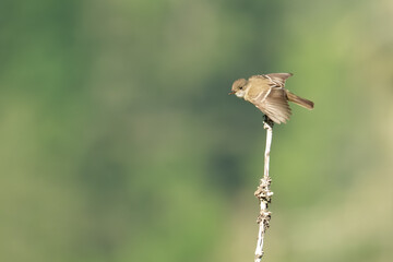 Willow Flycatcher Waits for Insects