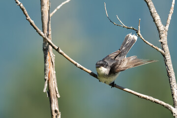Eastern Kingbird Prepares to Take Off Toward Insect Prey