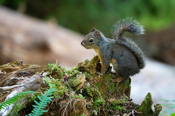Curious Douglas Squirrel on a Moss Covered Log